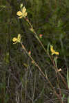 Narrowleaf primrose-willow